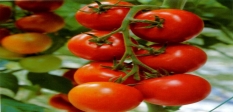 Tomaten Premium
